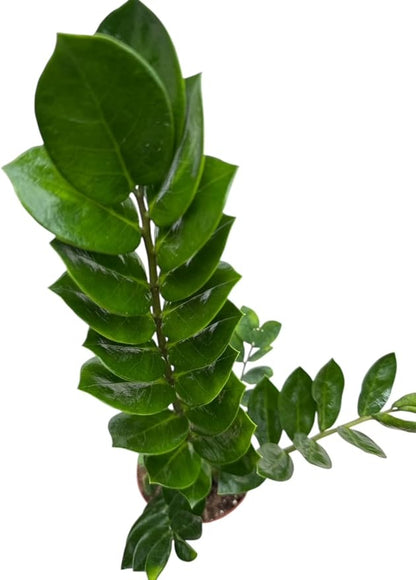 ZZ Plant in 6-inch Pot, Green Zamioculcas Zamiifolia, Indoor Air Purifying Plant for Home and Office Decor (1)