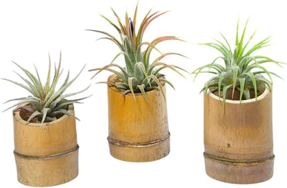 Rainforest Grown 3 Pack Ionantha Air Plants Assorted Sizes with 3 Mini Bamboo Planters Air Plant Holders - Live Tillandsia - 1 to 3 inches â€“ Succulents 30 Day Guarantee