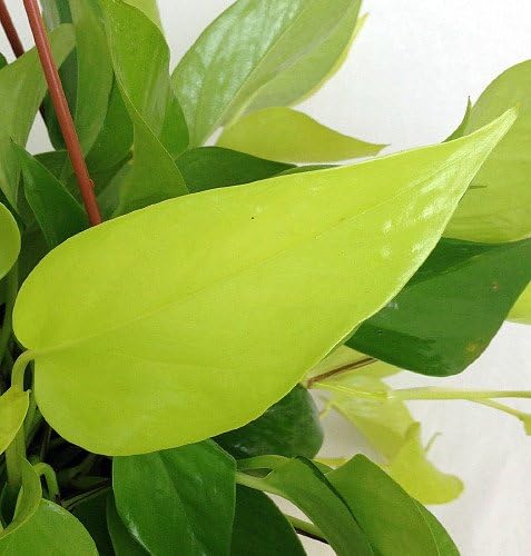 Neon Devil's Ivy - Pothos - 2 Plants in 2.5" Pots