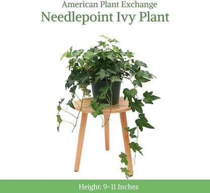 American Plant Exchange English Ivy 'Needlepoint' – 6-Inch Pot, Live Trailing Vine, Low-Maintenance Air-Purifying Houseplant for Hanging Baskets, Shelves & Indoor Home or Office Décor