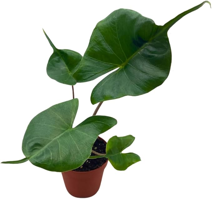 BubbleBlooms Alocasia Stingray in a 4 inch Pot