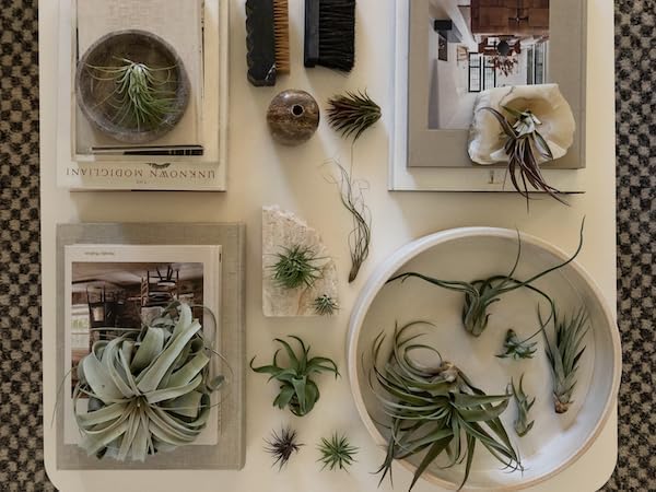 ragnaroc Air Plants - Hod Gift Box - 5ct - Live Arrival Guaranteed - House Plants for Home Decor & Gift