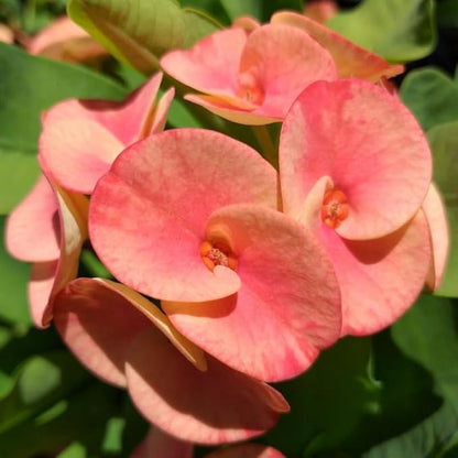 Pink Salmon Crown of Thorns Plant, 5-8" Euphorbia Milii Plant, Crown of Thorns Plants Live for Planting Outdoors Indoors, Well Rooted, No Pot