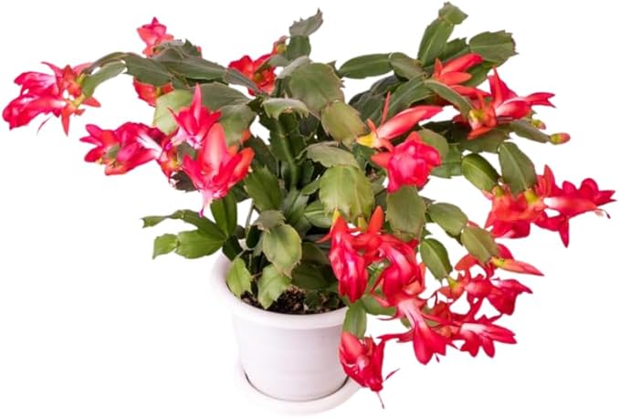 Red Christmas Cactus Plants Live in 4 Inch Pot, Perennial Christmas Thanksgiving Cactus Plants Potted, Vibrant Flower Holiday Houseplant Indoors Outdoors