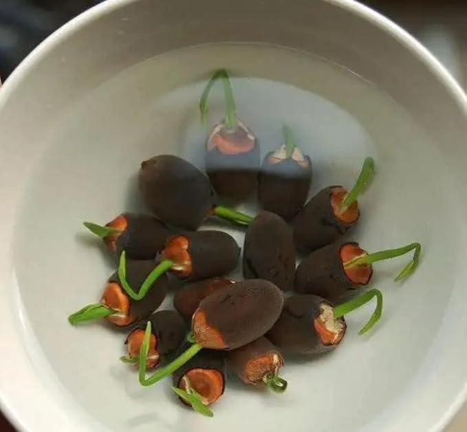 25 Lotus Seeds for Planting in Water Bowl, Non-GMO Mixed Lotus Seeds, 80%+ Germination Rate Water Lilly Seeds, Beautiful Water Plants for Home, Garden, Indoor and Outdoor