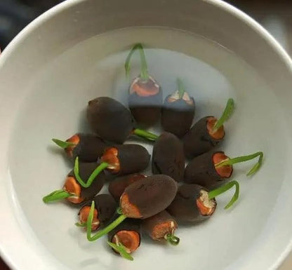 25 Lotus Seeds for Planting in Water Bowl, Non-GMO Mixed Lotus Seeds, 80%+ Germination Rate Water Lilly Seeds, Beautiful Water Plants for Home, Garden, Indoor and Outdoor