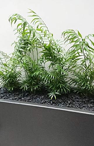 Neanthe Bella Parlor Palm - Live Plant in an 8 Inch Pot - Chamaedorea Elegans - Beautiful Clean Air Indoor Houseplant