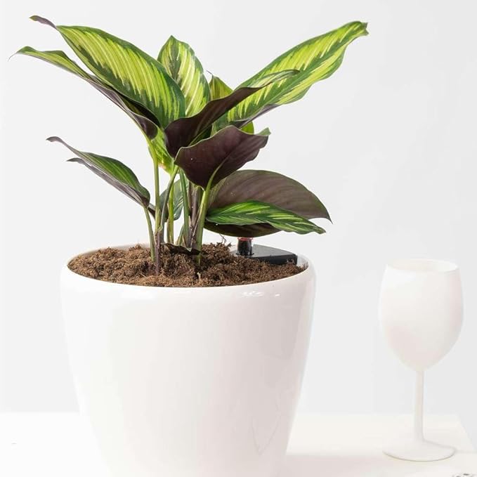 Calathea Beauty Star Live Plant for Indoor | Different Houseplants in 4'' & 6'' Pot | Real House Plant for Living Room, Office, Desk & Bathroom | Peacock Plant | Zebra Plant