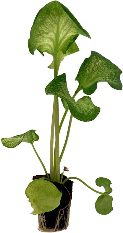 ragnaroc Caladium ‘White Butterfly’ (Caladium Bicolor) 2ct – Live Plant for Indoor Outdoor Use, Garden & Landscaping – Live Arrival Guaranteed