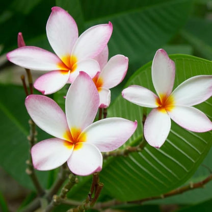 White Pink Plumeria Plant Cutting, 6 to 10 Inch Tropical Fragrant Plumeria Frangipani Plant Cuttings for Planting, Unrooted