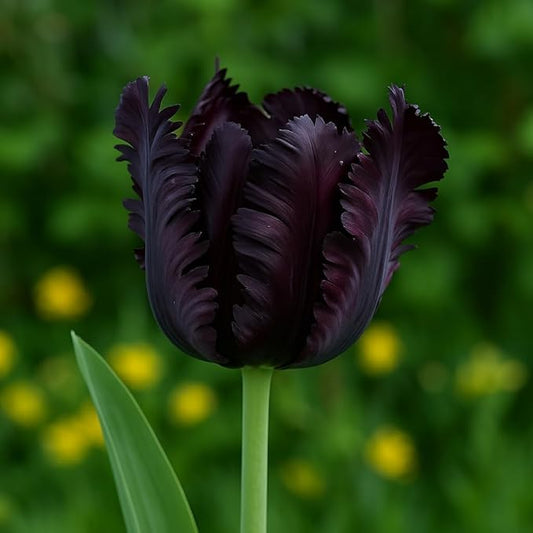 Black Parrot Tulip Bulbs – Stunning Black Ruffled Tulips are Rare and Beautiful (20 Bulbs)