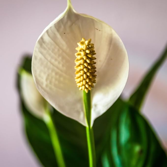 2 Green Peace Lily Live Houseplant - Live Indoor Houseplant with Elegant Leaves - 5 to 9 Inc Tall