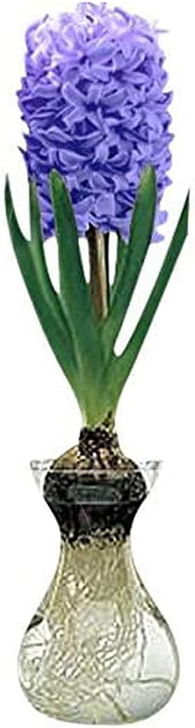 Aqua Hyacinth Bulb and Glass Vase for Forcing