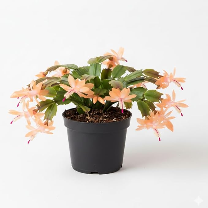 Peach Christmas Cactus Plants Live in 4 Inch Pot, Perennial Christmas Thanksgiving Cactus Plants Potted, Vibrant Flower Holiday Houseplant Indoors Outdoors