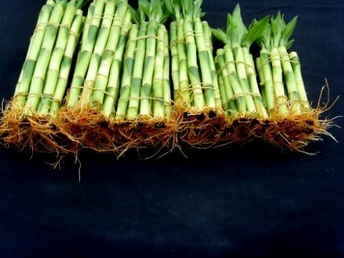 60 Stalks of Straight Lucky Bamboo (4" X20+6"x20+8"x20 Pieces) Mixed for Gifts and Fengshui
