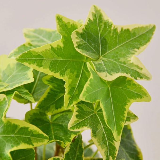 Live English Ivy Plant, Live Indoor Houseplant 4 Inch Pot, Hardy Groundcover, Trailing, Climbing Plants - Gold Ivy