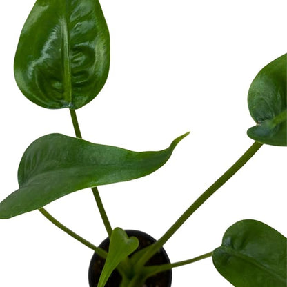 BubbleBlooms Alocasia 'Tiny Dancer' in a 4 inch Pot