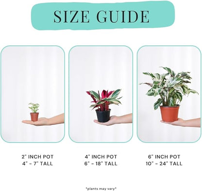 CoollectivePlants Stromanthe Triostar – 2 Live Plants in 2″ Grower’s Pots | Easy Care, Low Maintenance Indoor Houseplants, Includes UniHeat Pack for Winter Protection