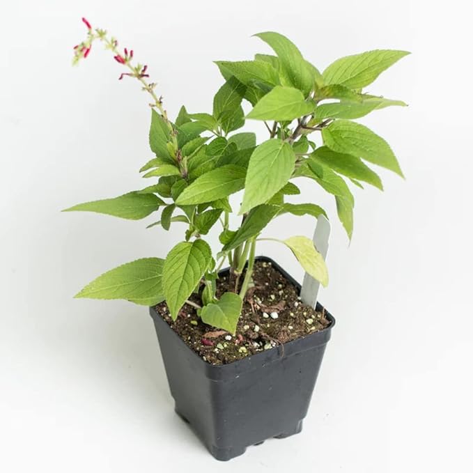 2 Vibrant Sage Salvia Live Plants, Fragrant Perennial Sage Plants Live for Spring Planting, Summer Planting, 5 to 10 Inches in Tall, (Scarlet Red)