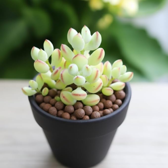 Live Cotyledon Pendens Plant, Trailing Succulent in 4Inch Pot for Indoor Planting