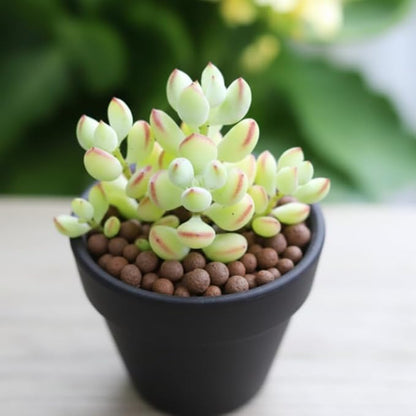 Live Cotyledon Pendens Plant, Trailing Succulent in 4Inch Pot for Indoor Planting