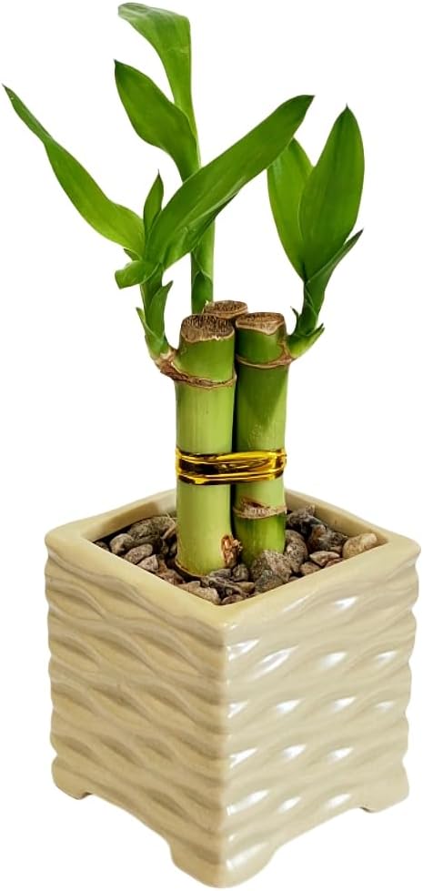 Coop & Harp 3-Pack 3-Stalk 4" Lucky Bamboo Live Indoor Plant with 3 Ceramic Cube Textured Vases, Live Indoor Lucky Bamboo for Home, Office and Gift (Cube Mix)