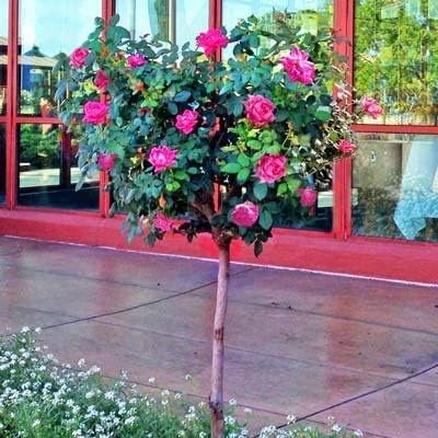 Brighter Blooms - Pink Knock Out® Rose Tree, 2-3 ft. - No Shipping to AK, AZ, HI