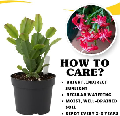 Red Christmas Cactus Plants Live in 4 Inch Pot, Perennial Christmas Thanksgiving Cactus Plants Potted, Vibrant Flower Holiday Houseplant Indoors Outdoors