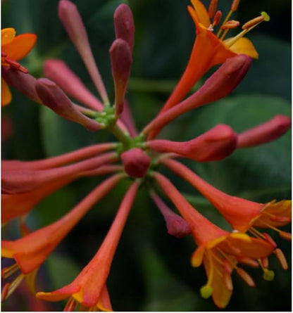 Dropmore Scarlet Honeysuckle Vine - Lonicera - 2.5" Pot