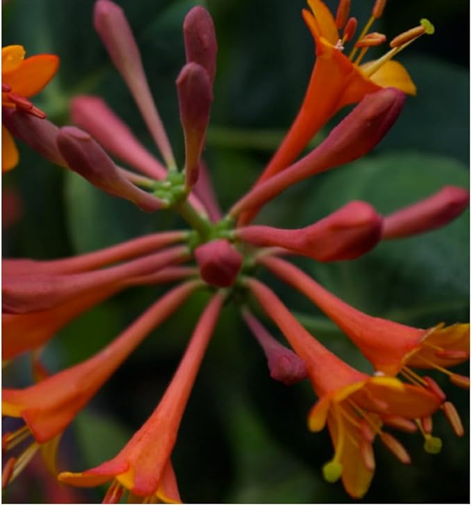 Dropmore Scarlet Honeysuckle Vine - Lonicera - 2.5" Pot