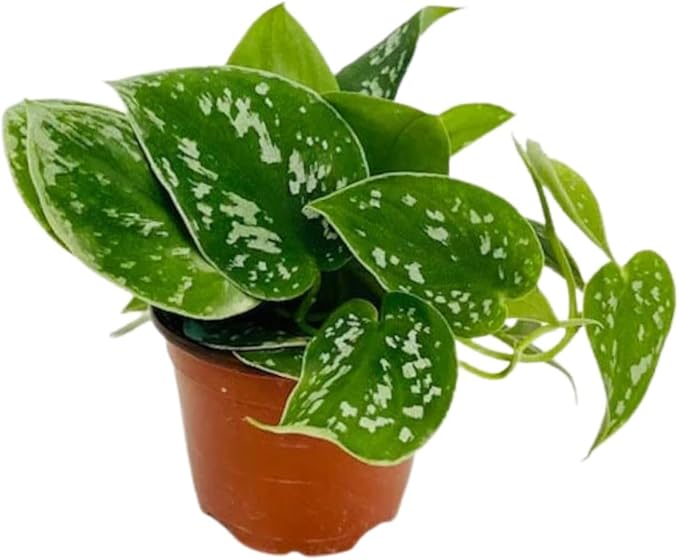 Pothos Satin – Live Plant in 4″ Grower’s Pot, Easy to Grow Low Maintenance Indoor Houseplant, Live Indoor, Includes UniHeat Pack for Winter Protection