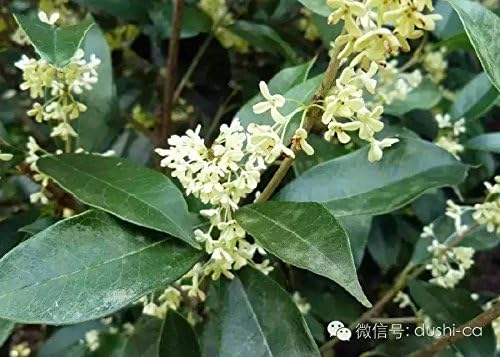 Fragrant Tea Olive Osmanthus Fragrans - 30 Fully Rooted Live Plants - Fragrant Blooming Shrub