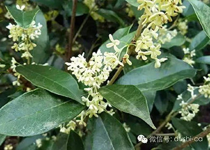 Fragrant Tea Olive Osmanthus Fragrans - 30 Fully Rooted Live Plants - Fragrant Blooming Shrub