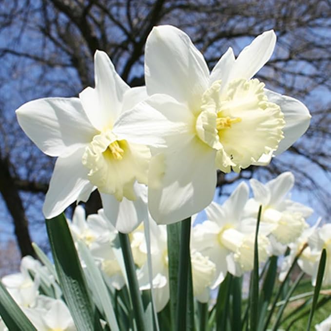 Ice Follies Daffodil Flower Bulbs - 4 Bulbs per Pack - Deer Resistant - Good as Cut Flowers - Good for Indoor Forcing - Grows Well in Containers - Naturalizing - Perennializing