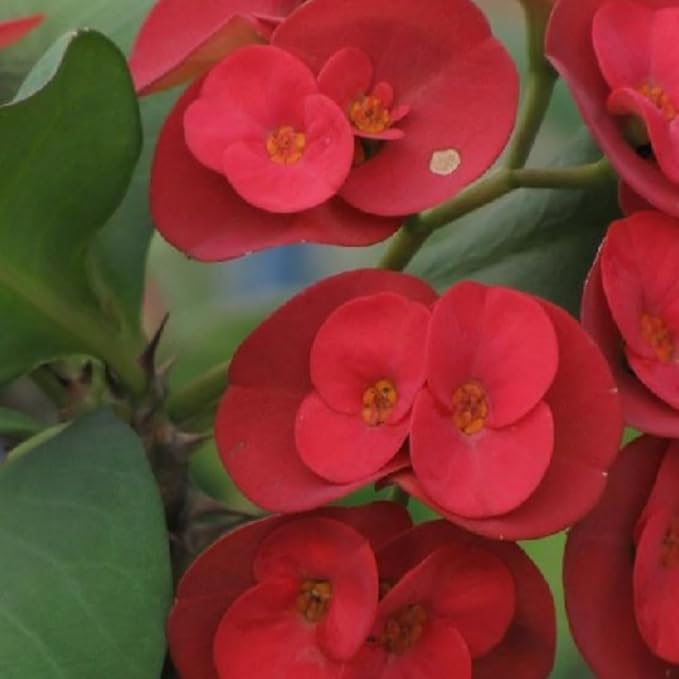 Red Crown of Thorns Live Plant in 4'' Pot, Cactus Indoor Houseplant, 1 Year Old Plant, Succulent Plant Live, Year Round Blooming