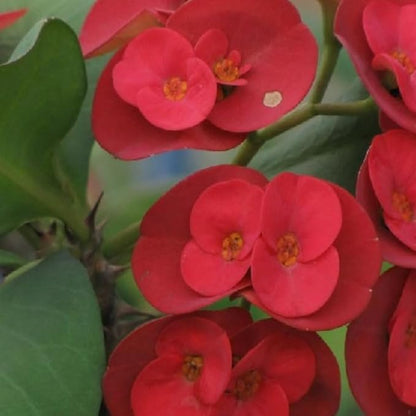 Red Crown of Thorns Live Plant in 4'' Pot, Cactus Indoor Houseplant, 1 Year Old Plant, Succulent Plant Live, Year Round Blooming