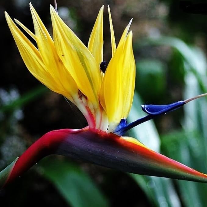 Bird of Paradise Plant Live Houseplant, 5 to 10 Inches Tall, Tropical Strelitzia Reginae Bird of Paradise Bush Live Plant (Yellow Bird of Paradise)