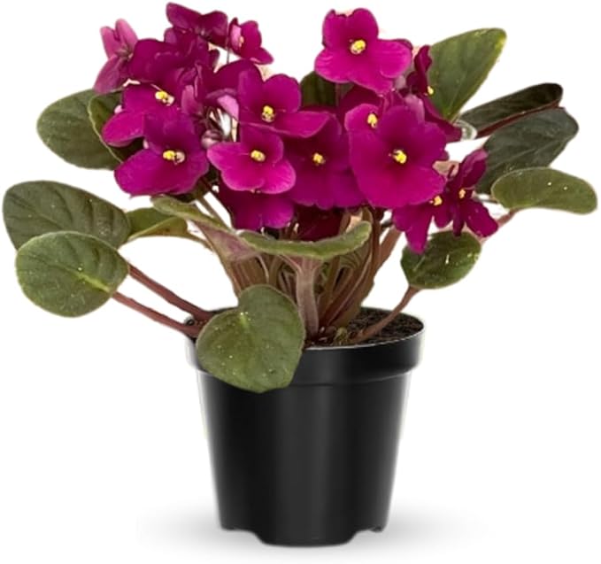Random African Violets Live Plant, African Violet Plant, 4 Inc Pot