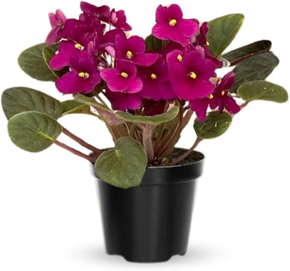 Random African Violets Live Plant, African Violet Plant, 4 Inc Pot