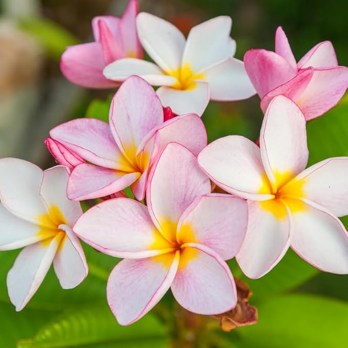 White Pink Plumeria Plant Cutting, 6 to 10 Inch Tropical Fragrant Plumeria Frangipani Plant Cuttings for Planting, Unrooted