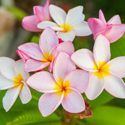 White Pink Plumeria Plant Cutting, 6 to 10 Inch Tropical Fragrant Plumeria Frangipani Plant Cuttings for Planting, Unrooted