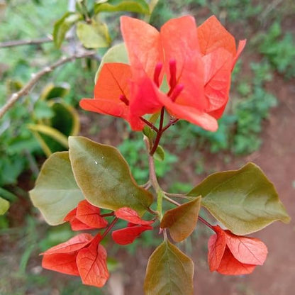 Set 2 Orange Bougainvillea Plants Live, 5-8" Perennial Colorful Bougainvillea Plant for Outdoor Garden, Patio, Well Rooted