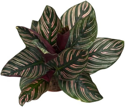 Calathea Ornata Live Plant in 2" Pot - Live Plants Pet Safe Air Purifying Indoor Houseplants Flowers for Home Office Wedding Decor & Birthday Gift (Heat Pack Included)