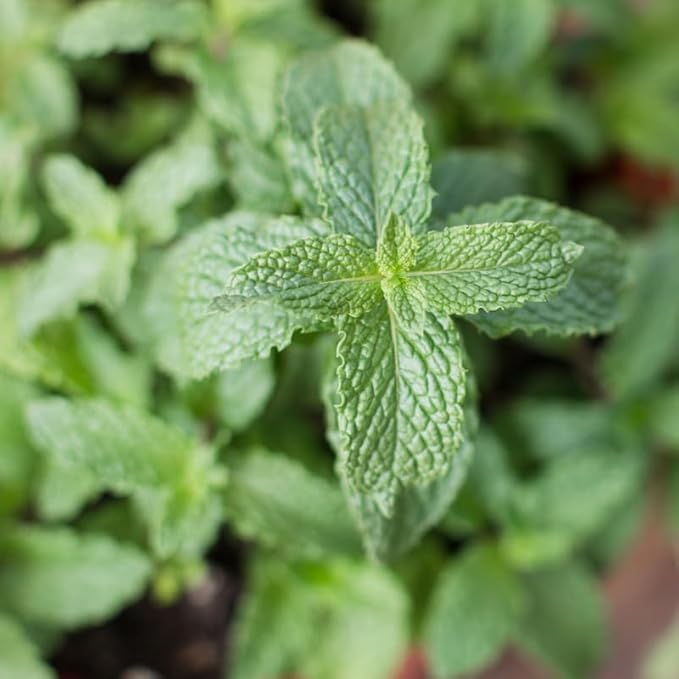 Spearmint Live Plant, 3 to 6 Inch Tall Spearmint Herb Plant, Mint Plants for Outdoors, No Pot