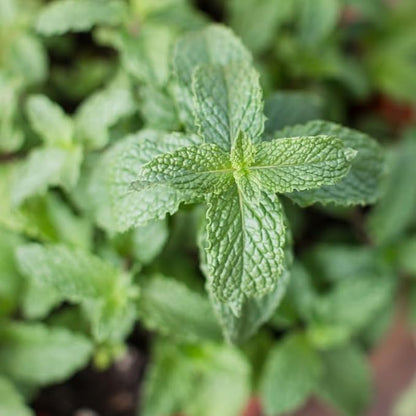 Spearmint Live Plant, 3 to 6 Inch Tall Spearmint Herb Plant, Mint Plants for Outdoors, No Pot