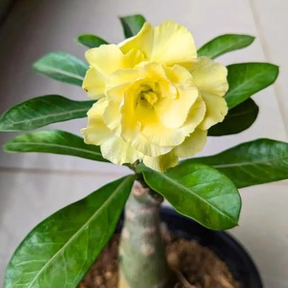Double Yellow Desert Rose Plant Live, 4-7" Tall, Adenium Obesum Well-Rooted Succulent for Indoor Outdoor Displays
