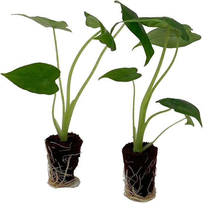ragnaroc Alocasia Frydek ‘Velvet Elvis’ (Alocasia micholitziana) 2ct – Live Plant for Indoor Outdoor Use, Garden & Landscaping – Live Arrival Guaranteed