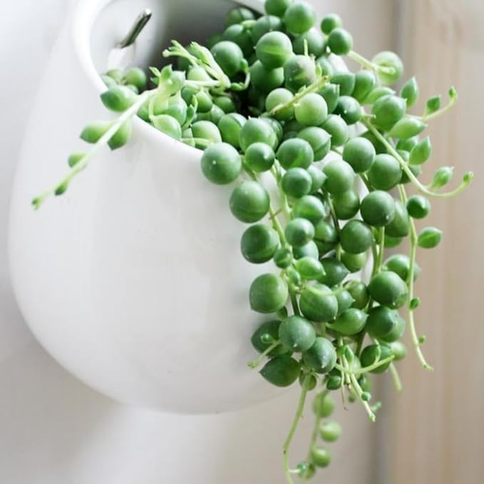 String of Pearls Plant Live 4 Inch Pot, Rare Succulents Plants in Hanging Baskets, Trailing Succulent Houseplant for Home Office (String of Pearls)