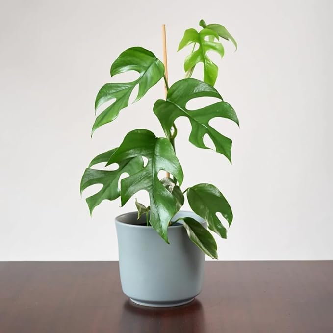 2 Rare Philodendron Live Plants Varieties Collection, Philodendrons Plants Size 5-9 Inc for Indoor Houseplant Décor, Ornamental Tropical Well-Rooted (Mini Monstera)