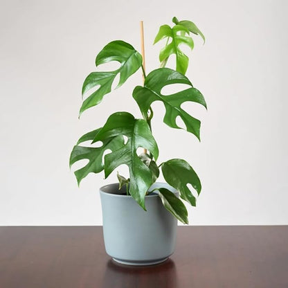 2 Rare Philodendron Live Plants Varieties Collection, Philodendrons Plants Size 5-9 Inc for Indoor Houseplant Décor, Ornamental Tropical Well-Rooted (Mini Monstera)
